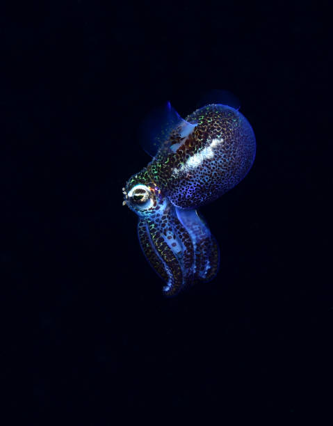 A rare night time squid. Berry's bobtail squid - Euprymna berryi is hunting in the night. Amazing underwater macro world of Tulamben, Bali, Indonesia. bobtail squid stock pictures, royalty-free photos & images