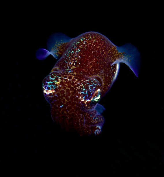 A rare night time squid. Berry's bobtail squid - Euprymna berryi is hunting in the night. Amazing underwater macro world of Tulamben, Bali, Indonesia. bobtail squid stock pictures, royalty-free photos & images