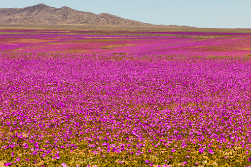 From time to time rain comes to Atacama Desert, when that happens thousands of flowers grow along the desert from seeds that are from hundreds of years ago, amazing the \