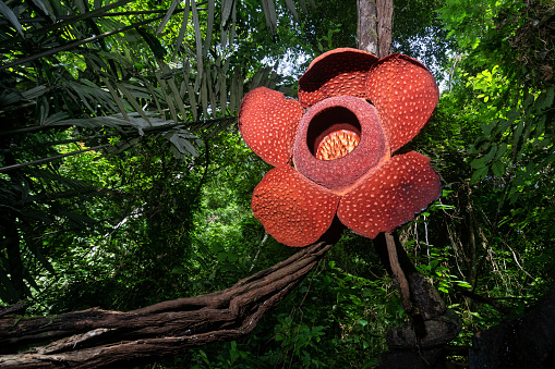 World's largest flower, rafflesia, Gunung Gading national park, Sarawak's national park
