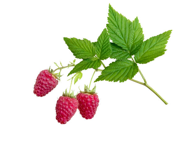 Raspberries and leaves branch isolated on white. Raspberries and leaves branch isolated on white. Three dangling red berries. crop yield stock pictures, royalty-free photos & images