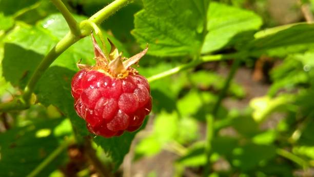 Raspberry in the Garden stock photo