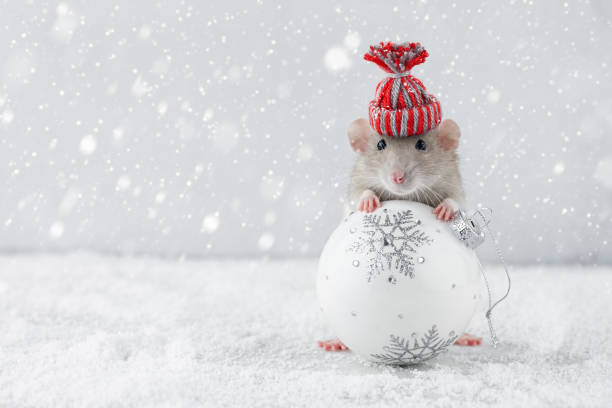 rat in winter hoed houden glazen bal decoratie - christmas funny stockfoto's en -beelden