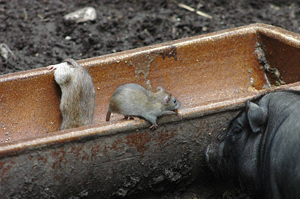 Rats in a trough on the ground looking for food stock photo