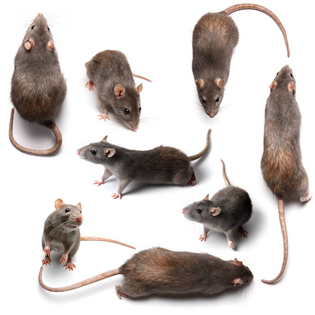 rats rats rodent stock pictures, royalty-free photos & images