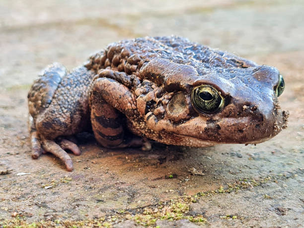 Raucous Toad stock photo