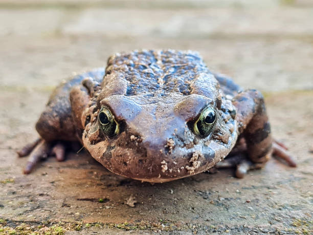 Raucus Toad stock photo