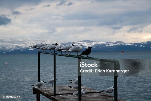 istock raven joining a group of seagulls 1375963287