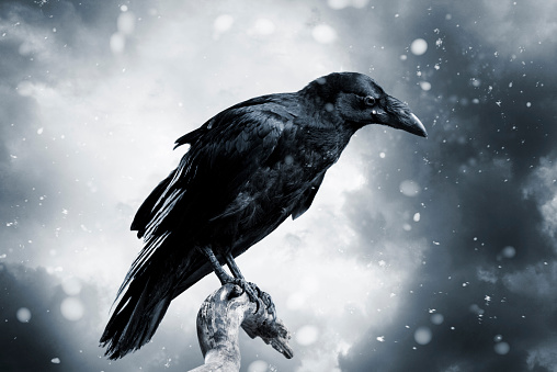 Black raven with stormy sky