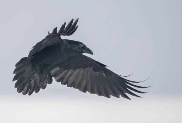 Raven Common Raven (Corvus corax) white perch fish stock pictures, royalty-free photos & images