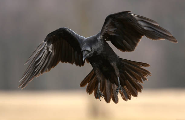 Raven Common Raven (Corvus corax) white perch fish stock pictures, royalty-free photos & images