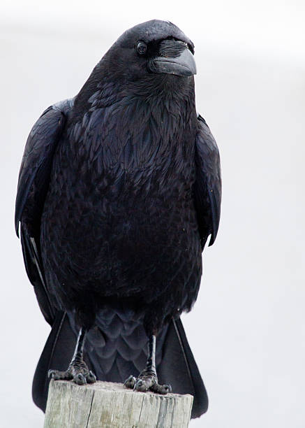 Raven Portrait stock photo