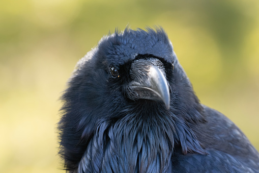 Raven  close up portrait - headshot.