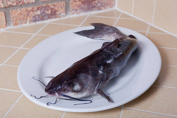 Raw Catfish stock photo