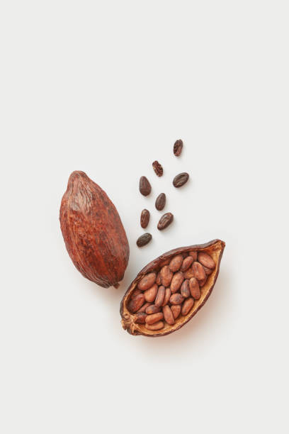 Raw cocoa beans in pod stock photo