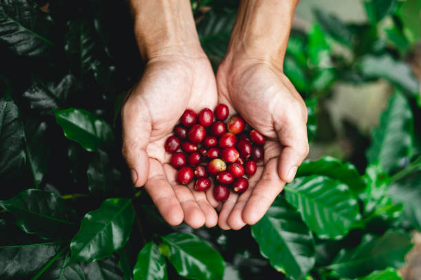 Raw coffee red bean in hand In nature Raw coffee red bean in hand In nature plantation stock pictures, royalty-free photos & images