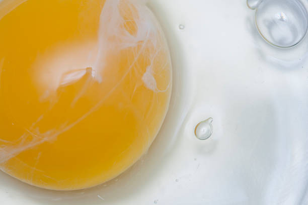 raw egg stock photo