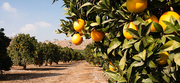 raw food fruit oranges ripening agriculture farm orange grove - boomgaard stockfoto's en -beelden