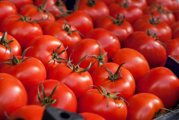 Raw fresh tomatoes at the market stock photo