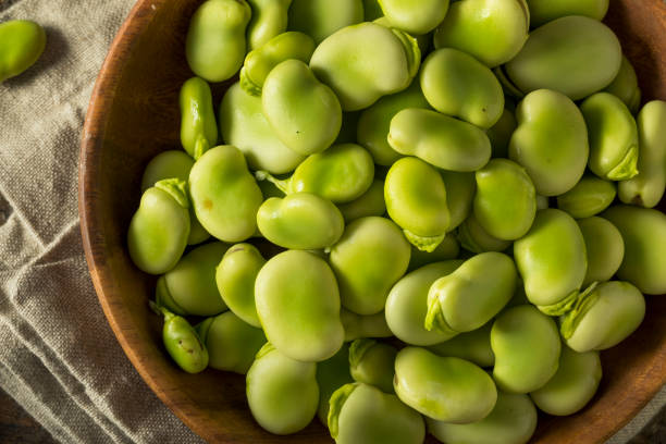 Raw Organic Fresh Green Fava Beans Raw Organic Fresh Green Fava Beans REady to Cook With broad bean stock pictures, royalty-free photos & images