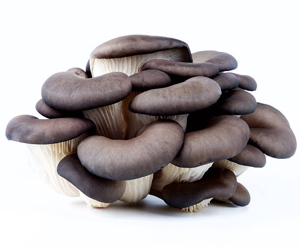 Raw Oyster Mushrooms Big Bunch of Fresh Raw Oyster Mushrooms isolated on White background oyster mushroom stock pictures, royalty-free photos & images