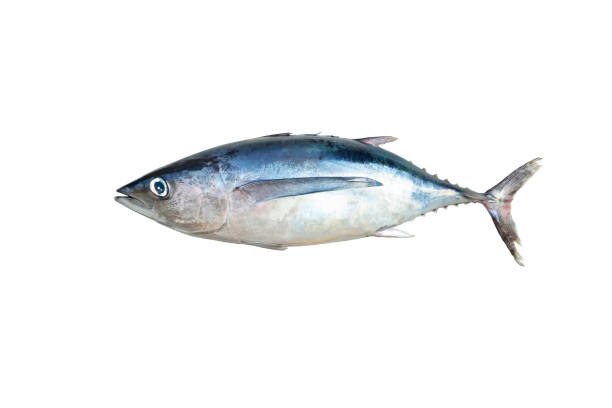 pesce intero crudo, albacore settentrionale (thunnus alalunga) di mar cantabrico isolato su sfondo bianco - tonnetto foto e immagini stock