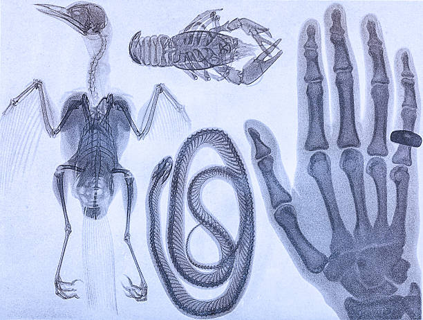 x-ray - squelette oiseau photos et images de collection