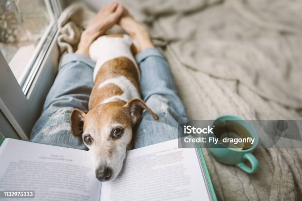 Reading at home with pet. Cozy home weekend with interesting book, dog and hot tea. Beige and blue. Chilling mood