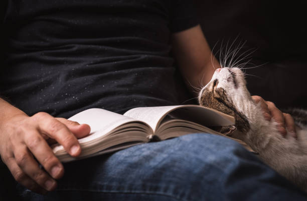reading book on sofa with cuddling of cat. - book cat imagens e fotografias de stock