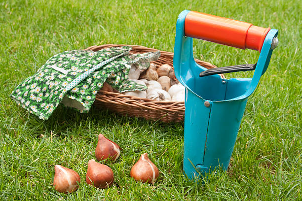 ready for planting bulbs stock photo