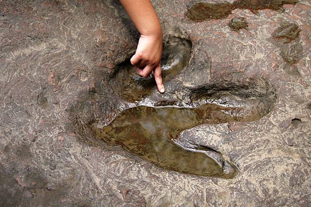 real dinosaur footprint . stock photo