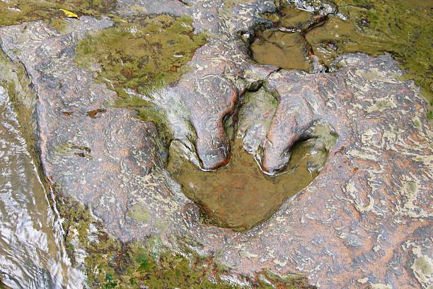T Rex Footprint Stock Photos, Pictures & Royalty-Free Images - iStock