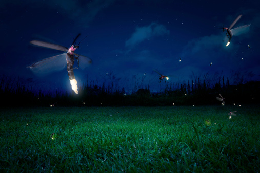 Real Fireflies On A Grass Field At Night Stock Photo - Download Image ...