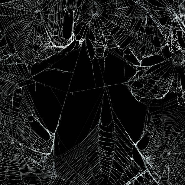 verdaderas telas de araña espeluznantes colgando juntos para hacer un marco. fondo de halloween. - halloween background fotografías e imágenes de stock