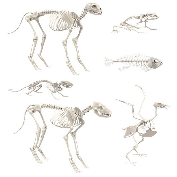 rendu 3d réaliste des squelettes d’animaux - squelette oiseau photos et images de collection