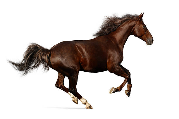 realistic illustration of budenny horse galloping - paard paardachtigen stockfoto's en -beelden