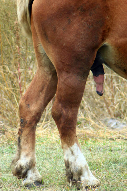 Alguien sabe de que animal es esta polla tio?