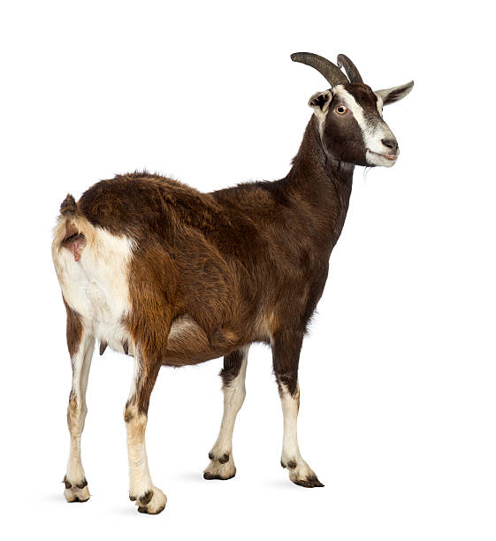 Rear view of a Toggenburg goat looking away Rear view of a Toggenburg goat looking away against white background goat stock pictures, royalty-free photos & images