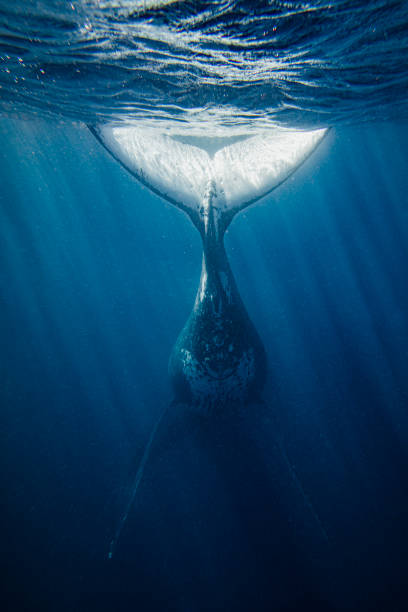Rear View of Humpback Whale Tail Fin stock photo