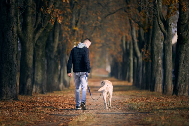 Rear view of man with dog in chestnut alley stock photo