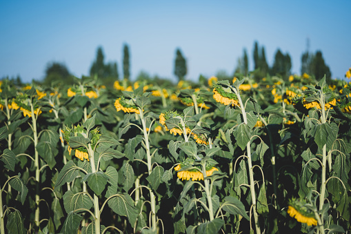 Rear view of sunflowers bowing their heads looking downward