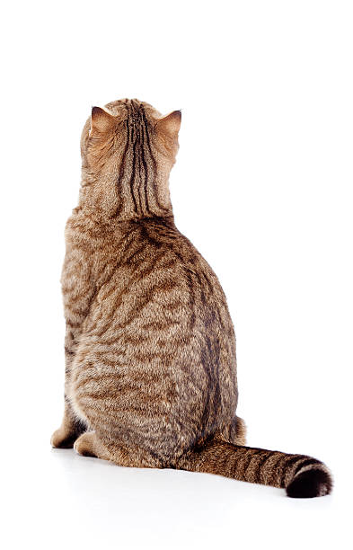 rear view of tabby-cat stock photo