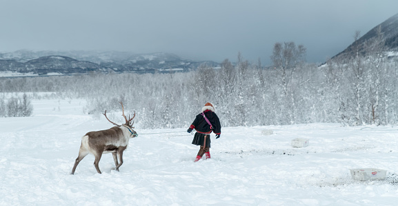 Rear view on Sami man and his reindeer in winter landscape in northern Norway