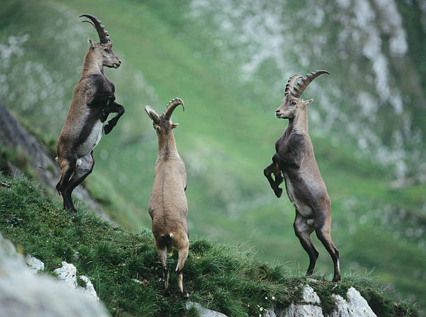 allevamento ibexes alpino - stambecco delle alpi foto e immagini stock