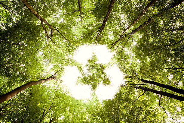 Recycling symbol - Sunlight Forest Nature Environment Tree Green stock photo