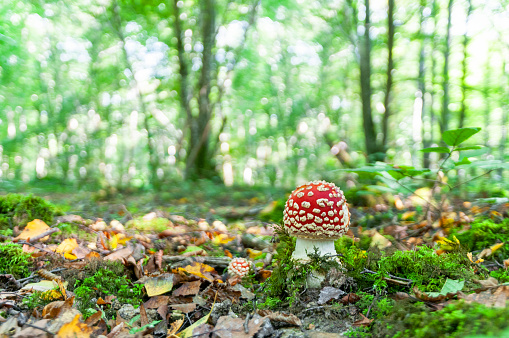 Small red agaric / fly agaric (Amanita muscaria) in forest