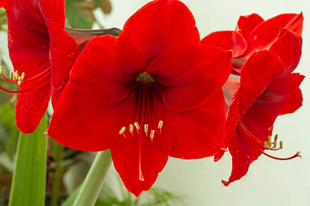 fleur rouge d’amarilis - amaryllis photos et images de collection