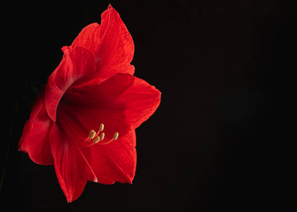 Red Amaryllis stock photo