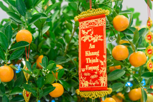 A red and gold banner with the Vietnamese message "An Khang Thinh Vuong" (a wish for prosperity)  hangs from a kumquat tree to celebrate the Chinese lunar new year. A red and gold banner with the Vietnamese message "An Khang Thinh Vuong" (a wish for prosperity)  hangs from a kumquat tree to celebrate the Chinese lunar new year. kumquat stock pictures, royalty-free photos & images