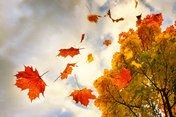 Red and golden colored autumn leaves falling down from a maple tree, sky with clouds and copy space, motion blur stock photo